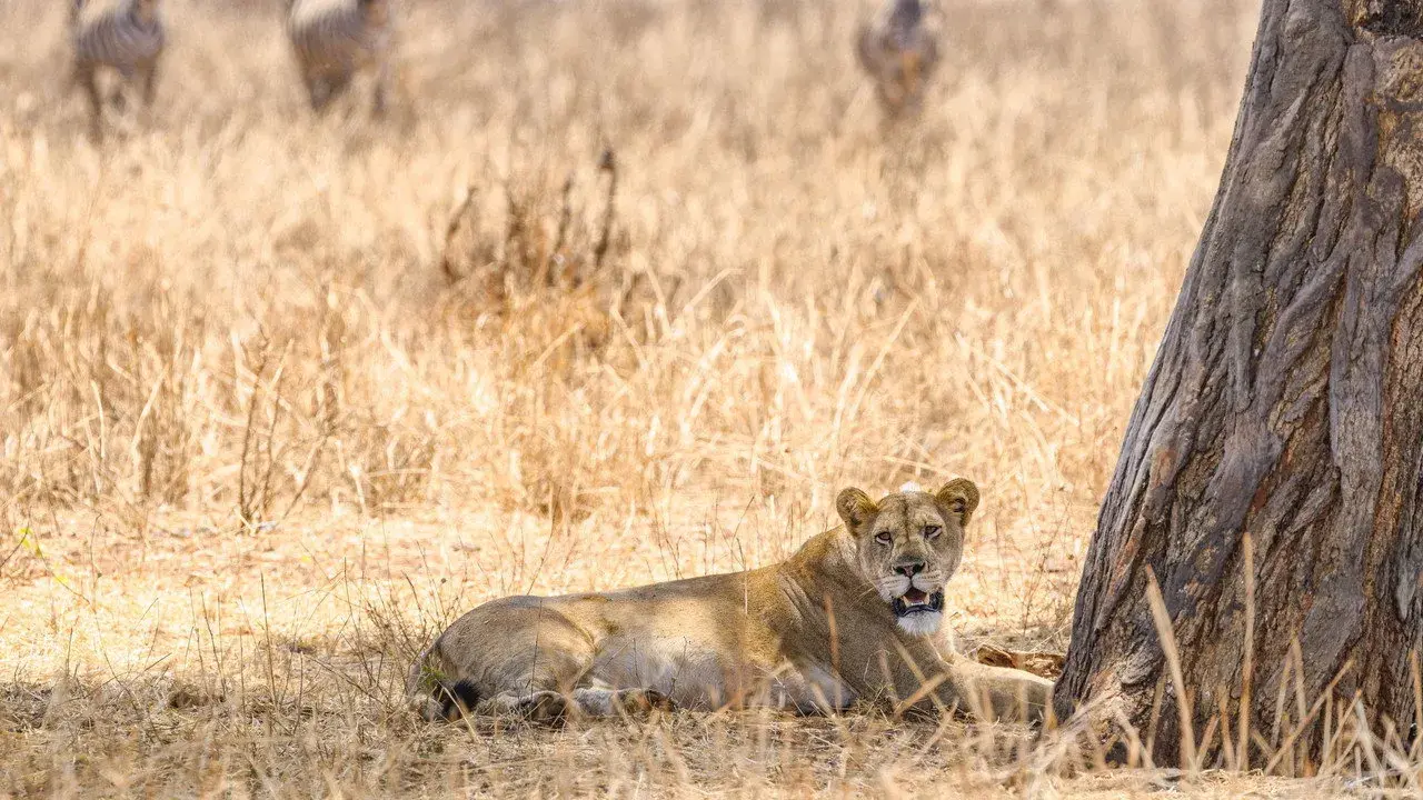 مستند آخرین شیرها (The Last Lions2011)