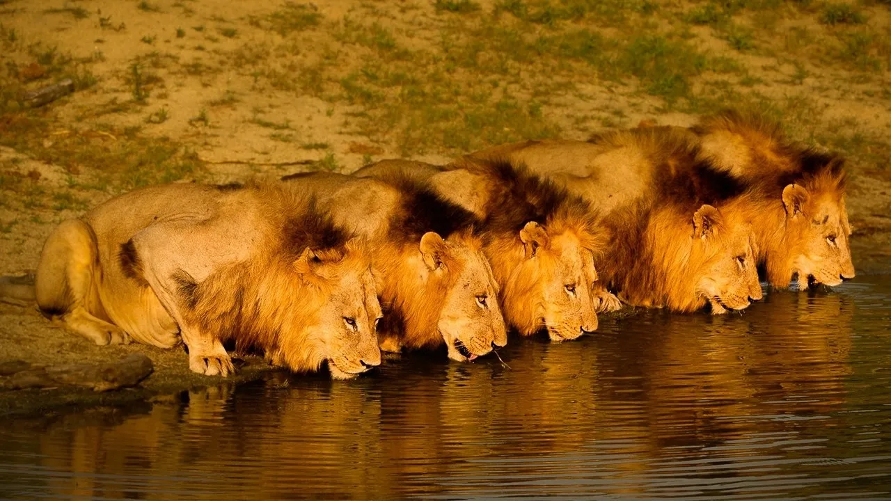 مستند برادران تنی: شیرهای سابی سند (Brothers in Blood: The Lions of Sabi Sand 2015)