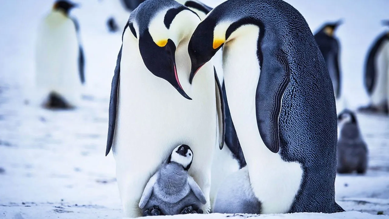 فیلم مستند جوجه برفی: داستان یک پنگوئن (Snow Chick - A Penguin's Tale 2015)