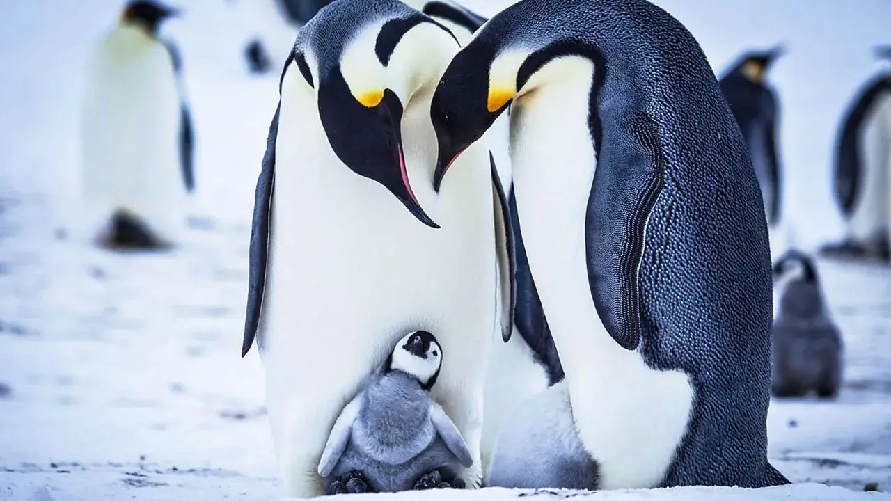 فیلم مستند جوجه برفی: داستان یک پنگوئن (Snow Chick - A Penguin's Tale 2015)