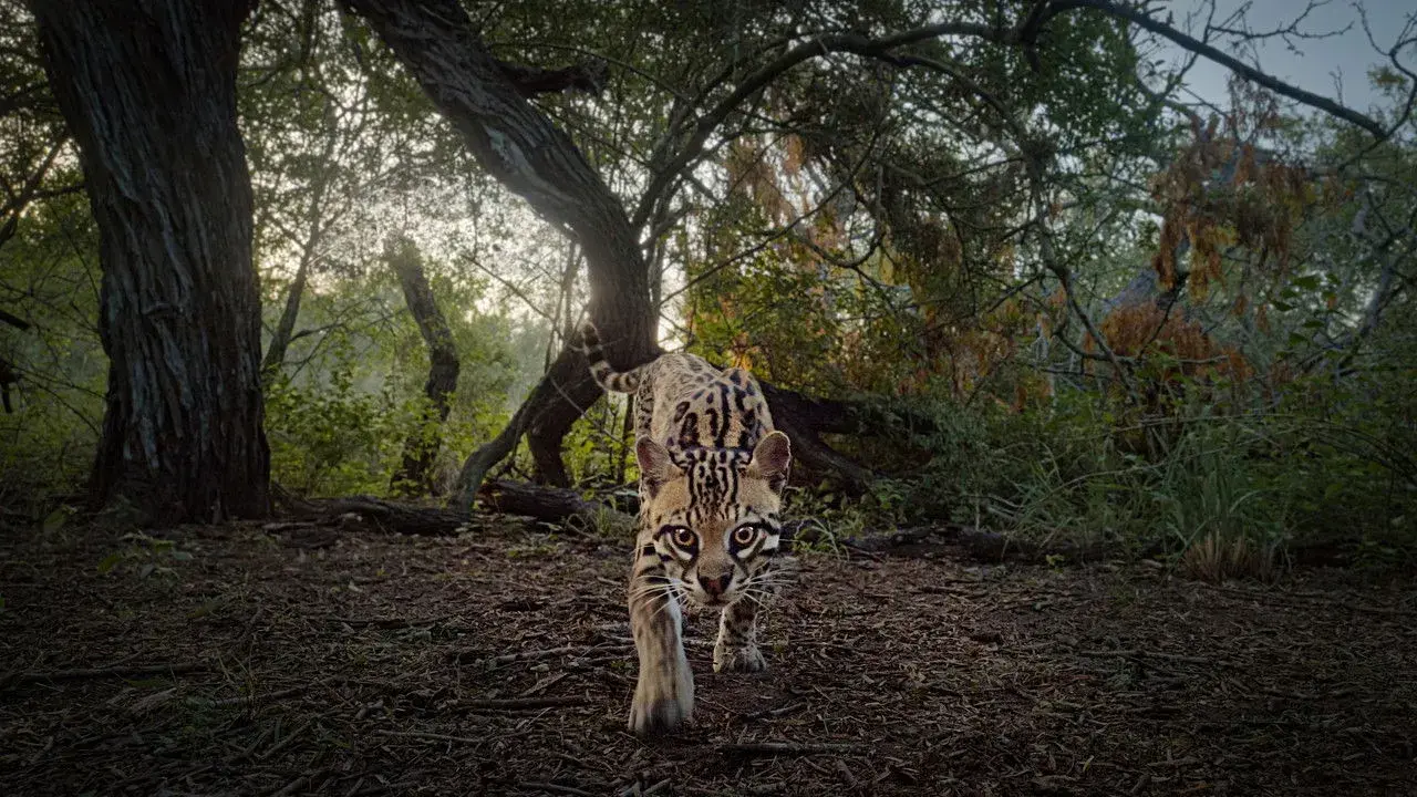 مستند اعماق قلب: داستان حیات وحش تگزاس (Deep in the Heart: A Texas Wildlife Story 2022)