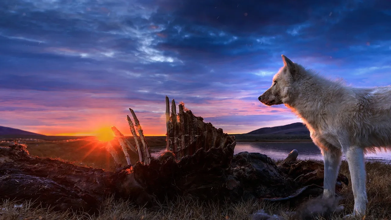 مستند پادشاهی گرگ سفید (Kingdom of the White Wolf 2019)