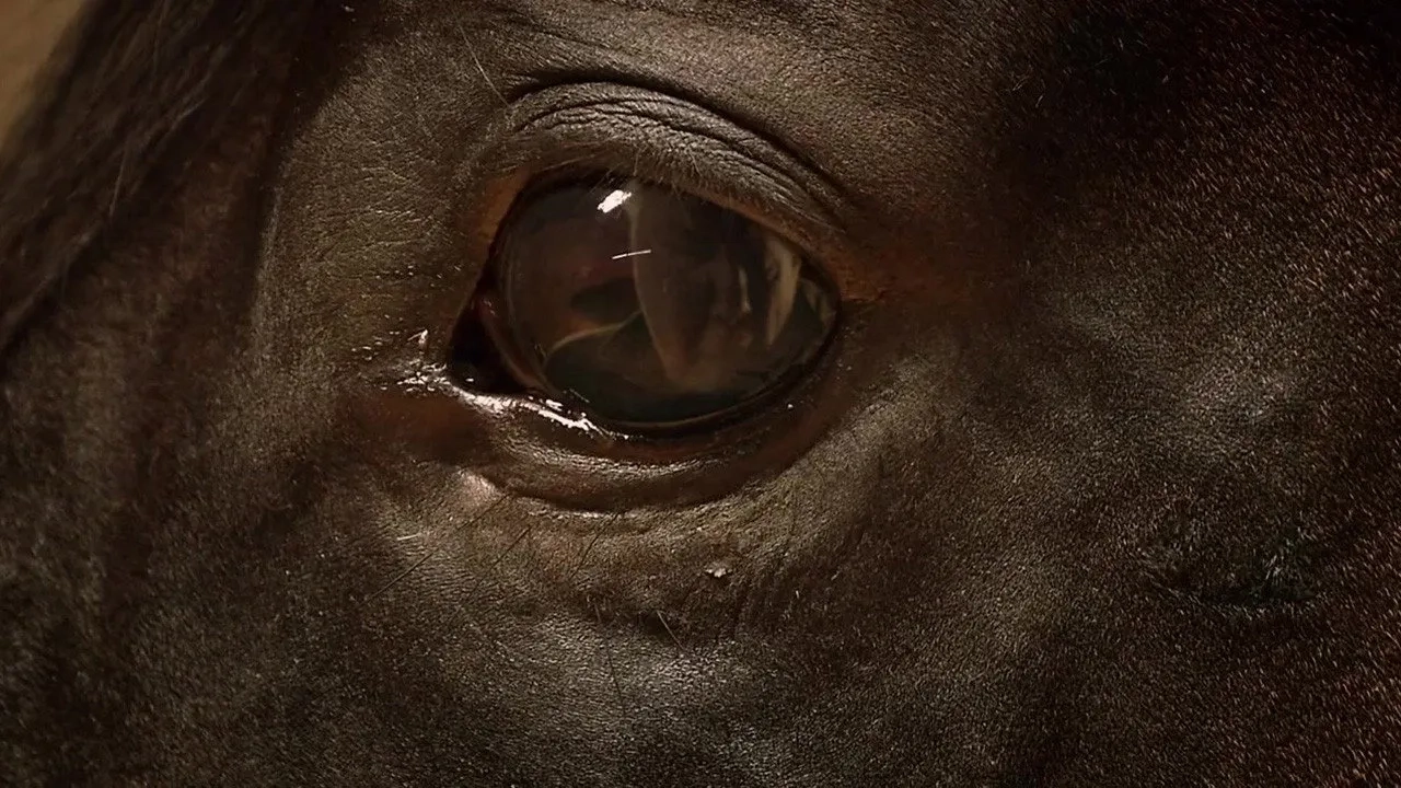 فیلم اسب یتیم (Orphan Horse 2018)