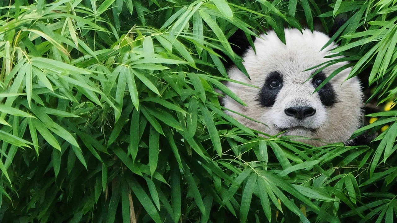مستند پانداها (Pandas 2018)