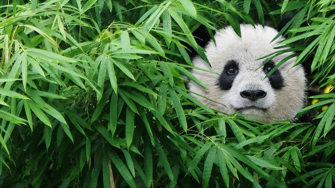 مستند پانداها (Pandas 2018)