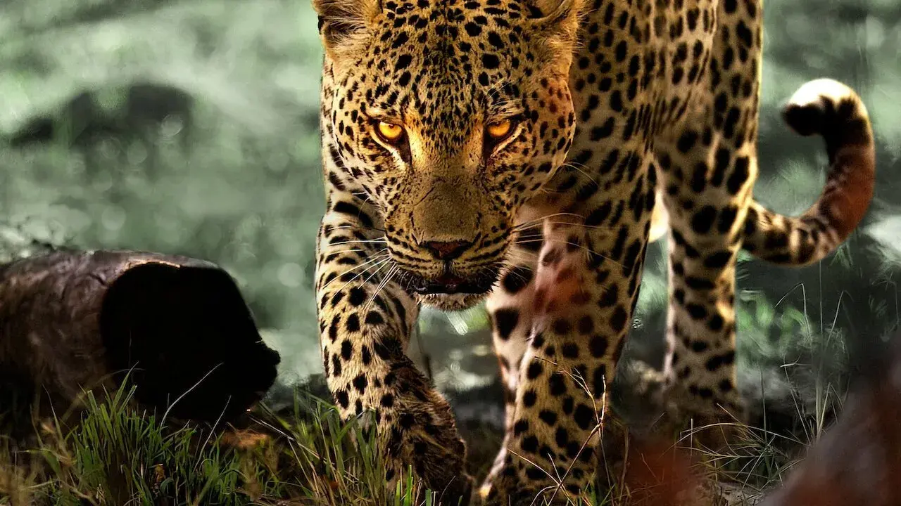 زندگی با پلنگ ها