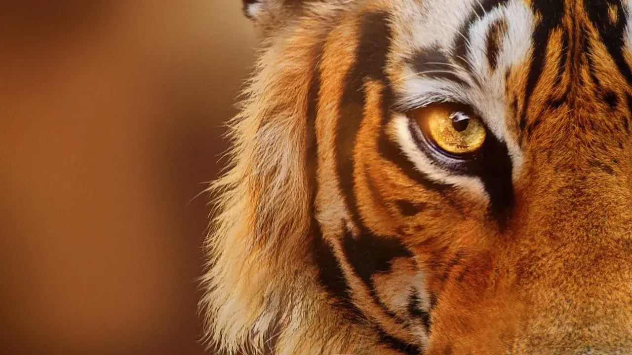 مستند ببرهای در حال ظهور (Tigers on the Rise 2024)