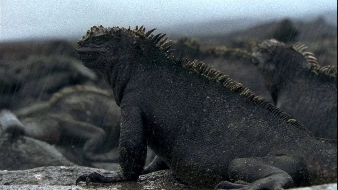 مستند گالاپاگوس (Galapagos 2006)