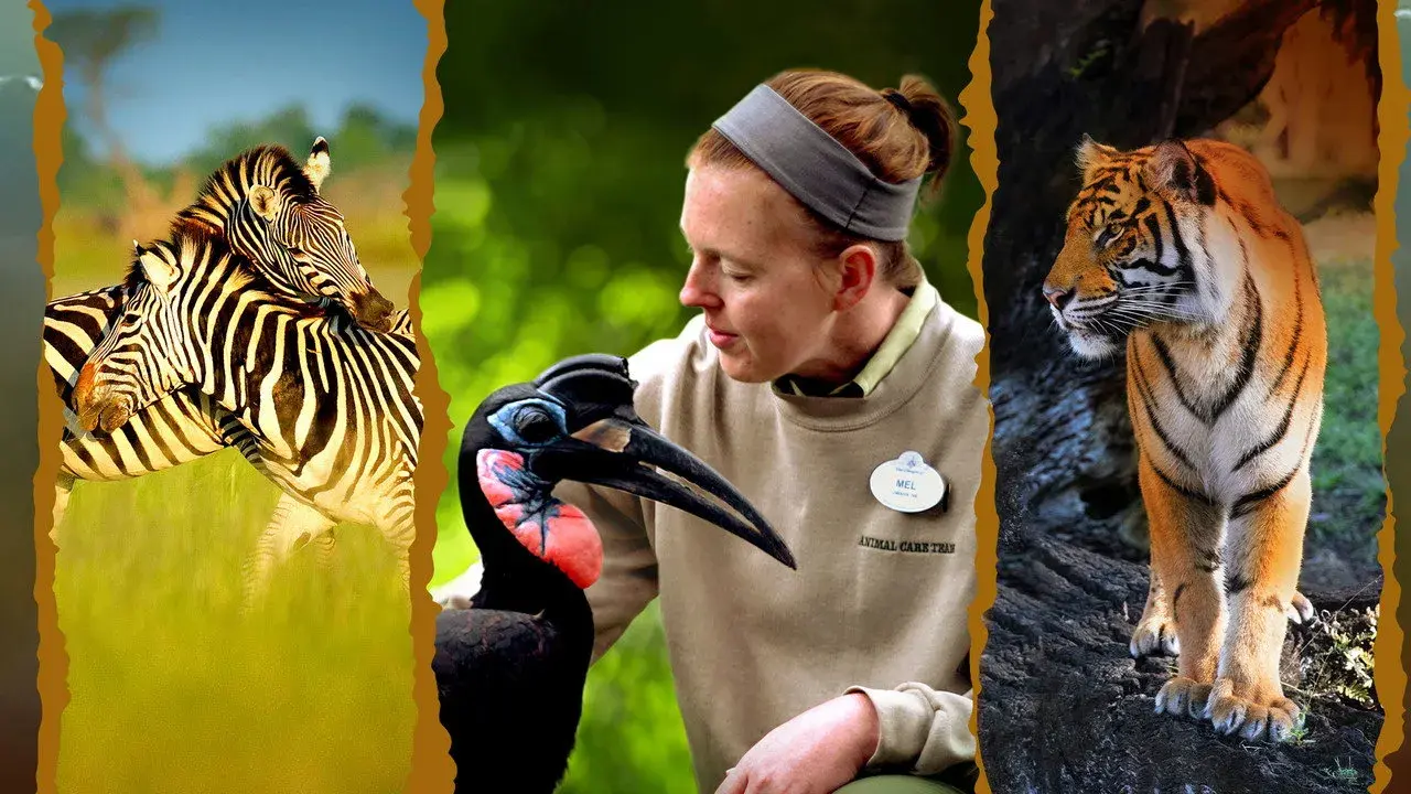مستند جادوی قلمروی حیوانات دیزنی (Magic of Disney's Animal Kingdom 2020)
