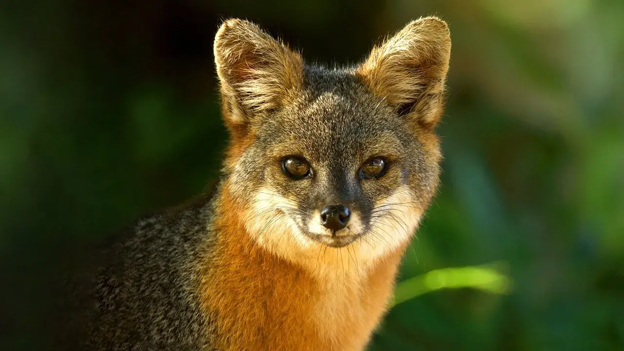 مستند سریالی پارک‌های ملی آمریکا (America's National Parks 2022-2023)