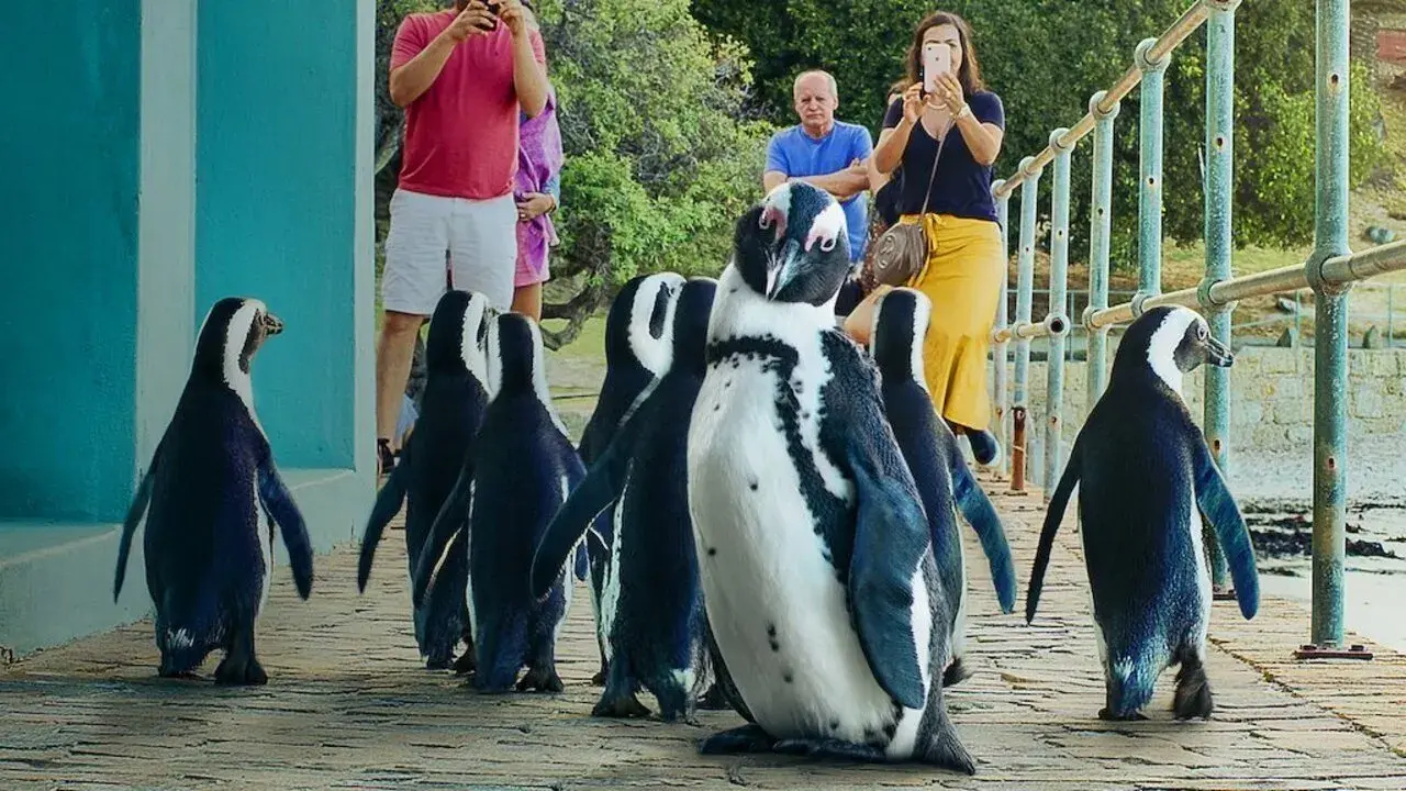 مستند سریالی شهر پنگوئنی (Penguin Town 2021)