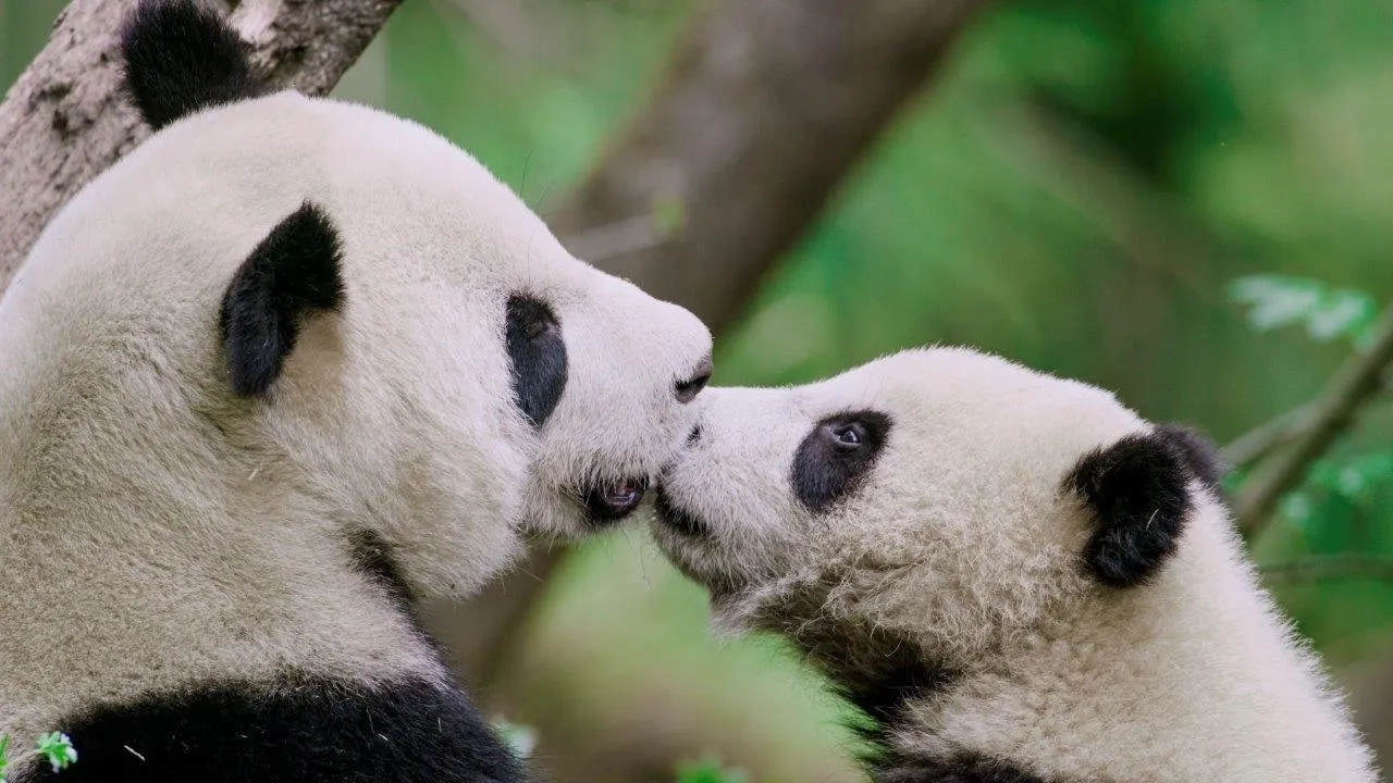 مستند سریالی پادشاهی پنهان چین (The Hidden Kingdoms of China 2020)