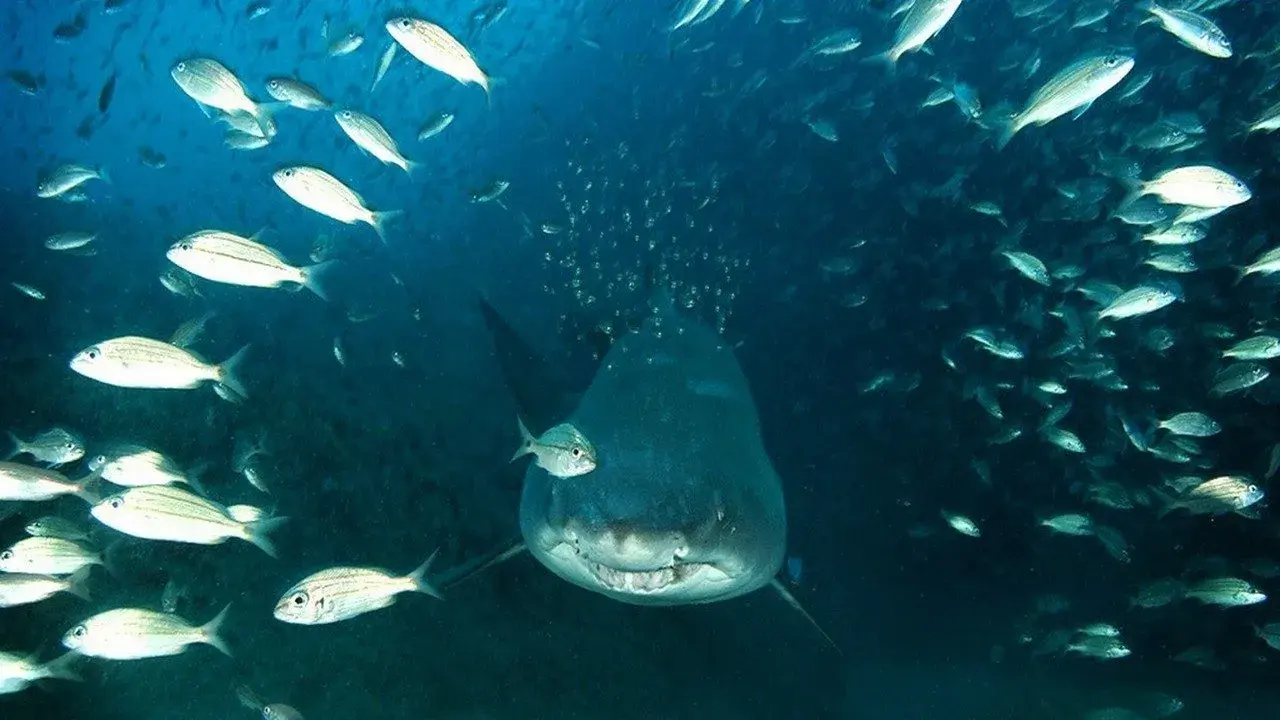 مستند اعماق دریا (Deep Sea 2006)