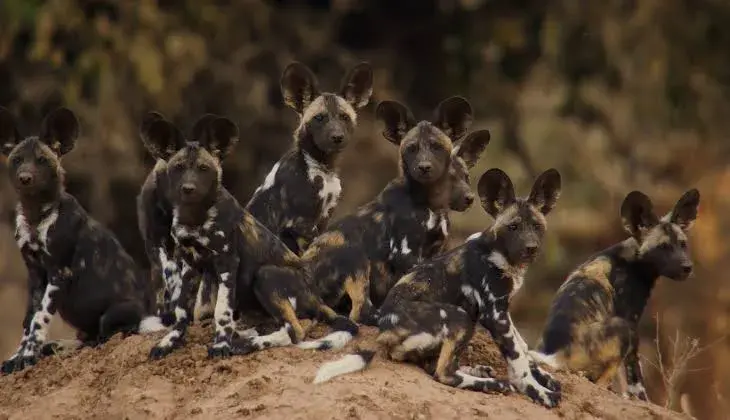 مستند سلسله ها (Dynasties 2018)