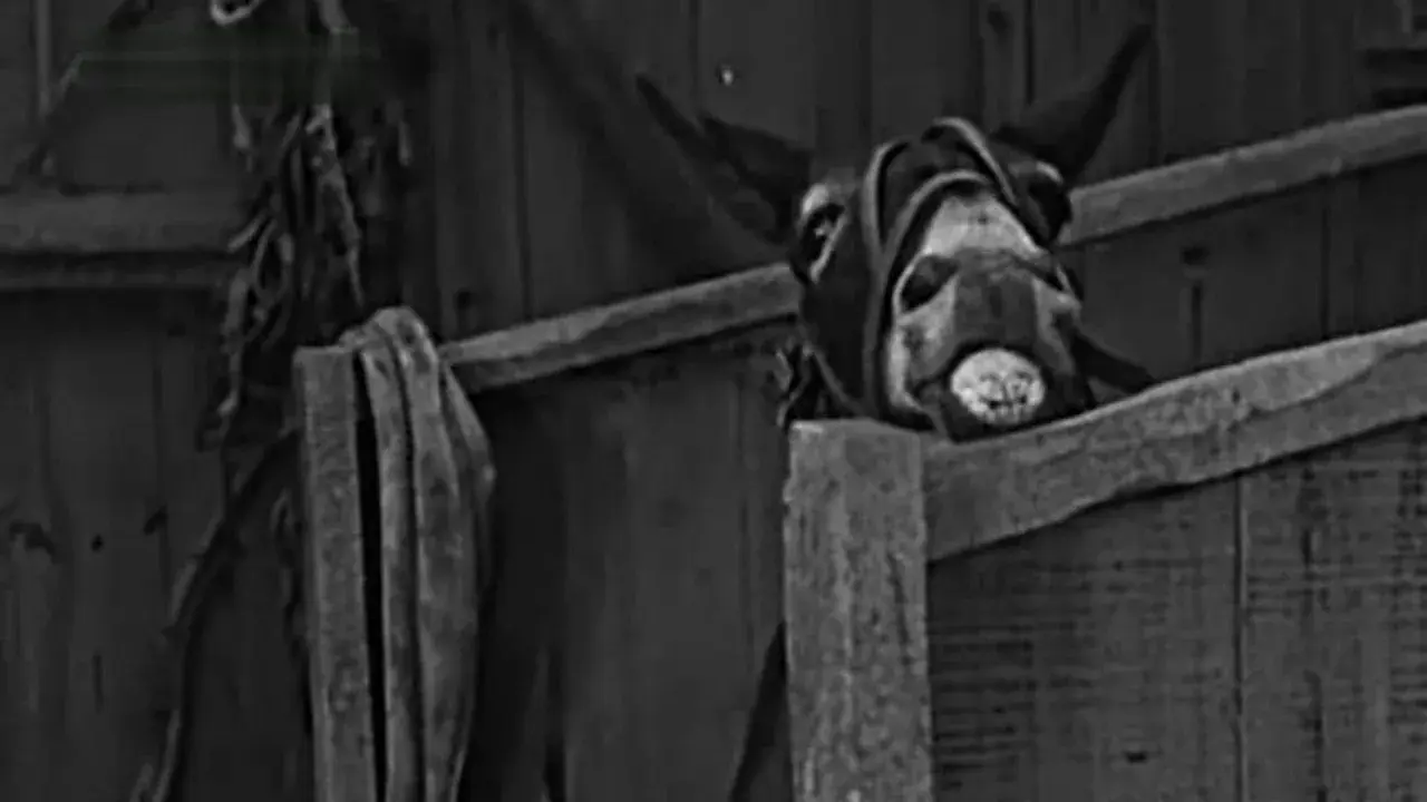 فیلم قهرمان (The Champeen 1923)