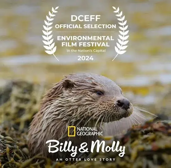 مستند بیلی و مولی: داستان عشق سمور (Billy & Molly: An Otter Love Story 2024)