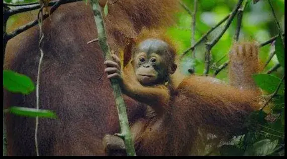 مستند حیوان (Animal 2021)