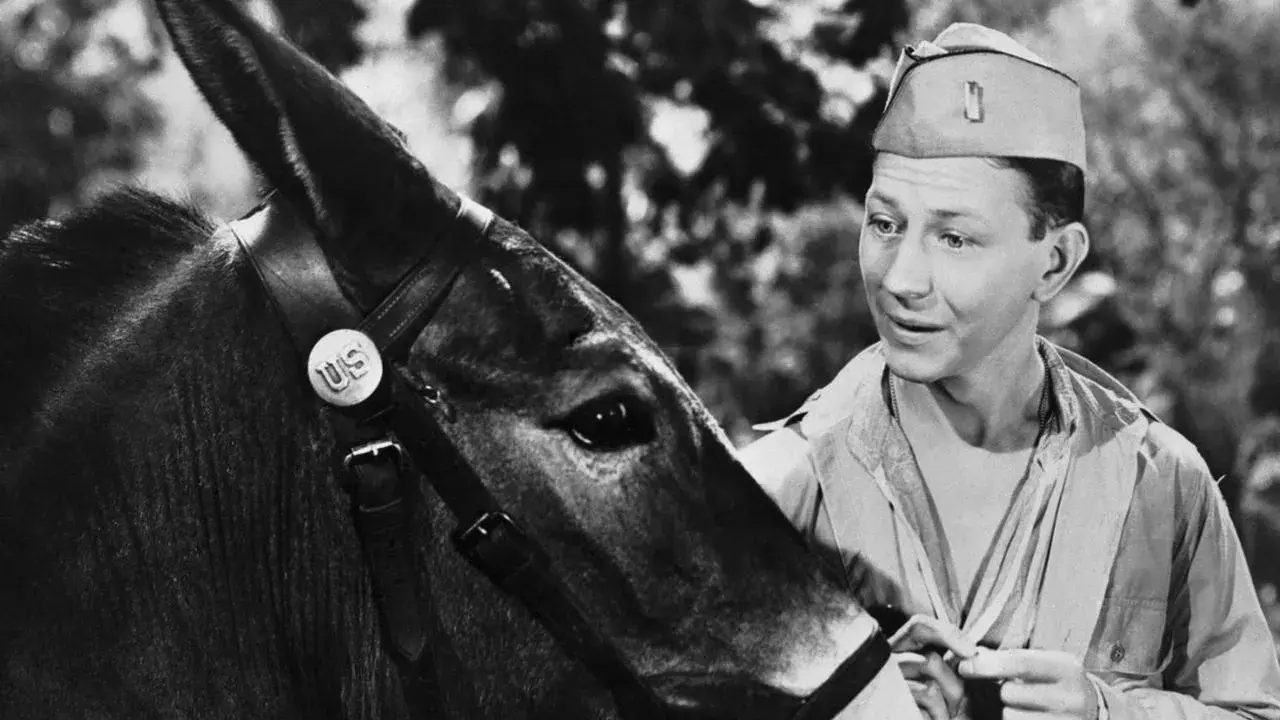 فیلم فرانسیس (Francis 1950)