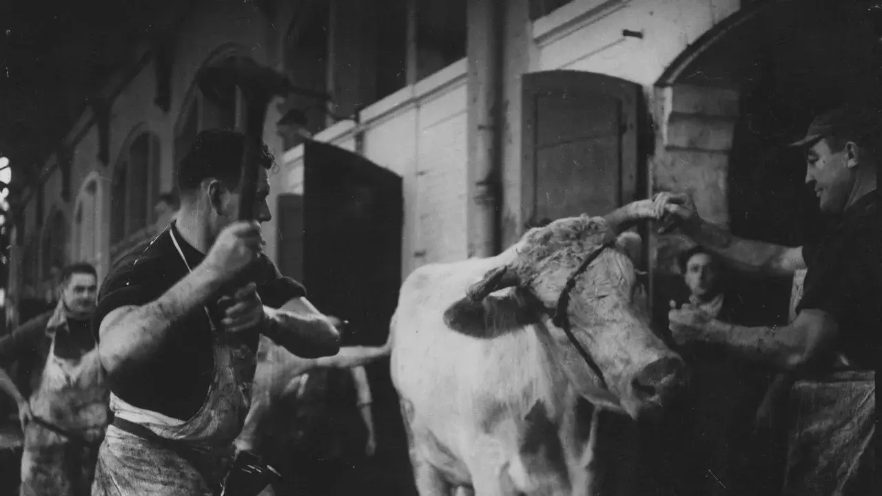 مستند خون حیوانات (Blood of the Beasts 1949)