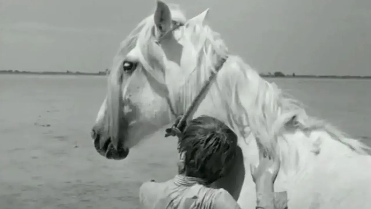 فیلم یال سفید (White Mane 1953)