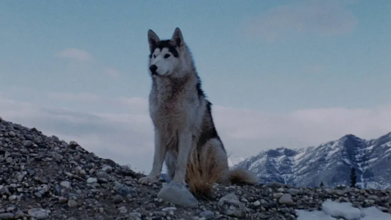 فیلم نیکی، سگ وحشی شمال (Nikki, Wild Dog of the North 1961)