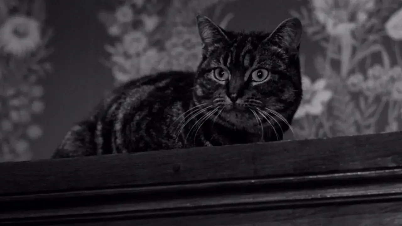 فیلم سایه گربه (The Shadow of the Cat 1961)