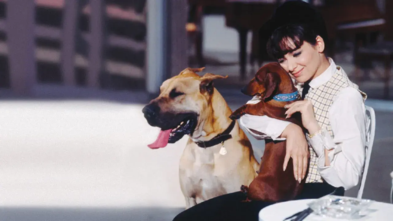 فیلم سگ داشهوند زشت (The Ugly Dachshund 1966)